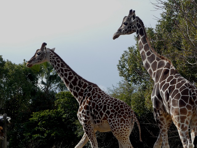 都心にいながら、様々な動物たちに出会えます