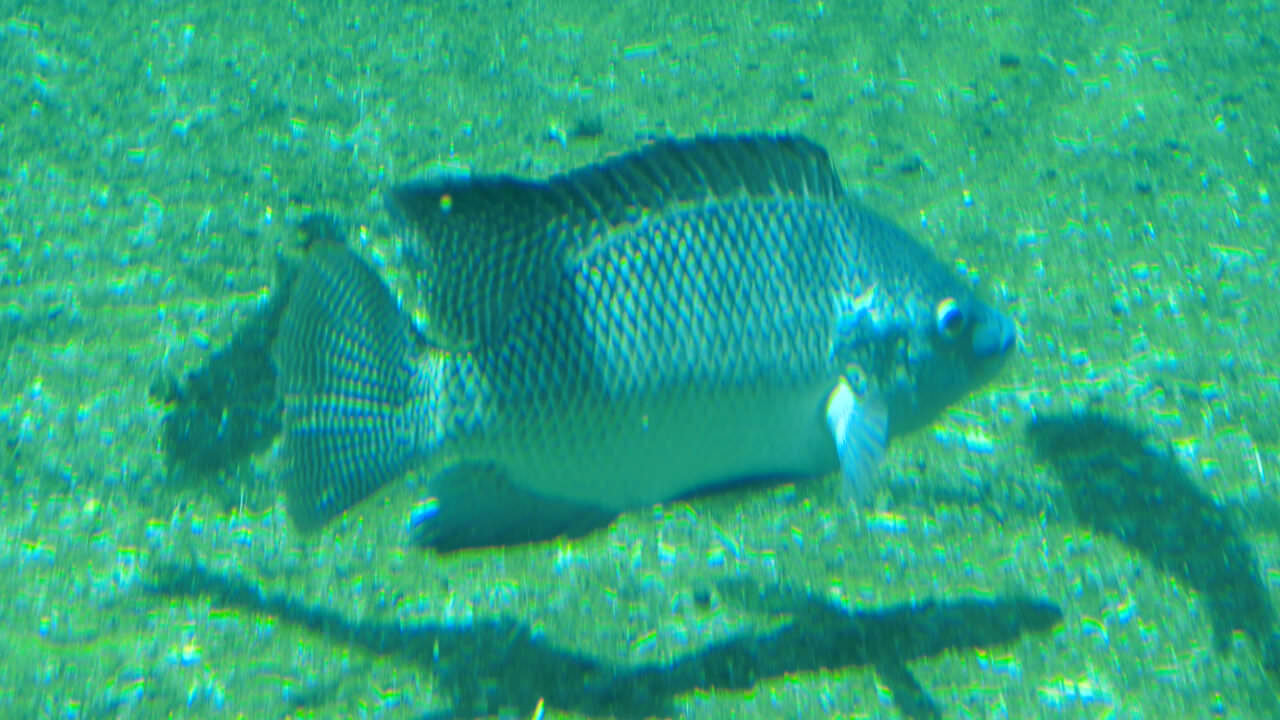 罗非鱼 Oreochromis niloticus