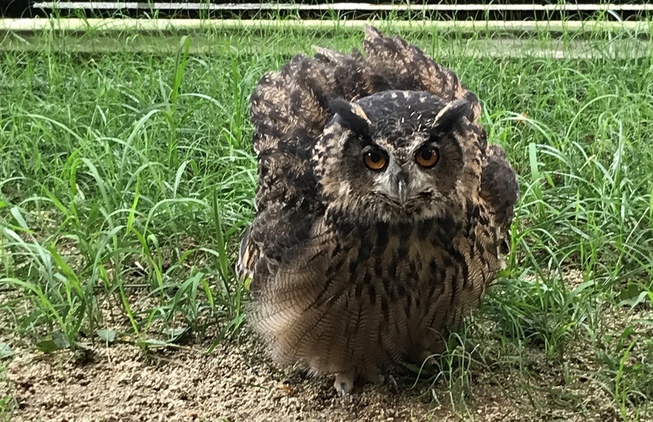 雕鸮 | OSAKA TENNOJI ZOO, the local incorporated administrative agency.
