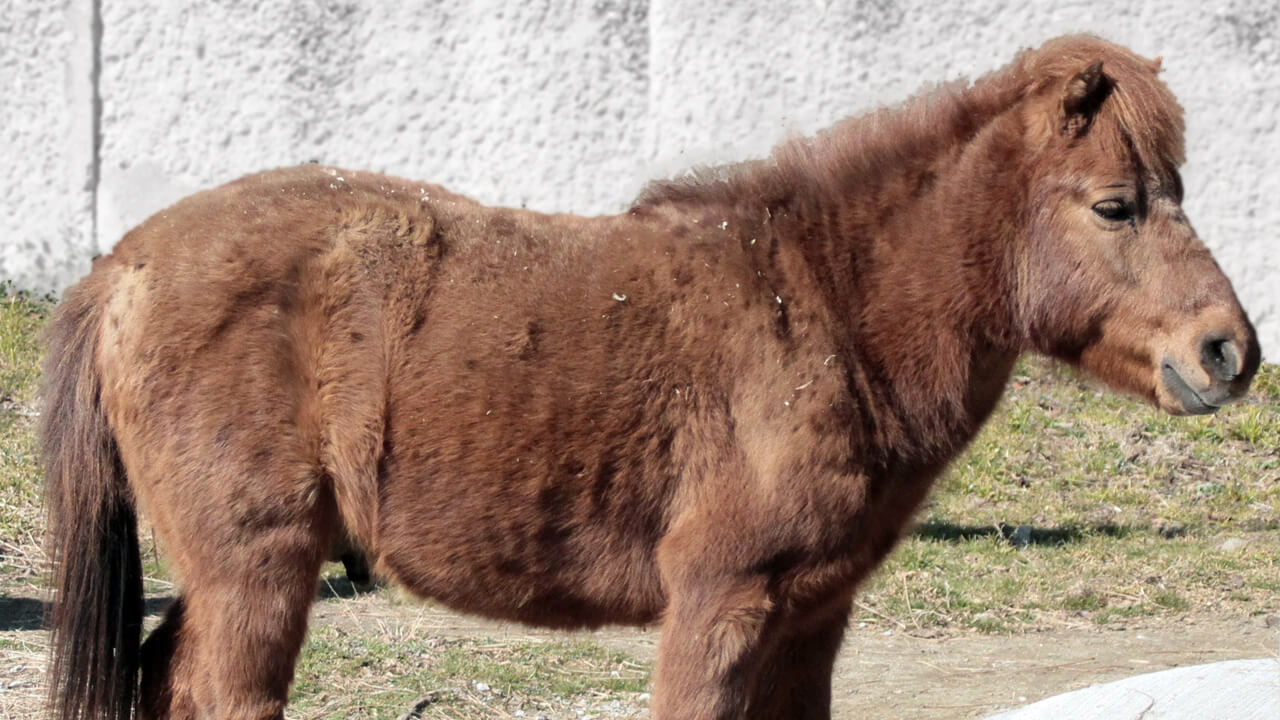 放牧的马 Equus caballus 'noma' (domestic)