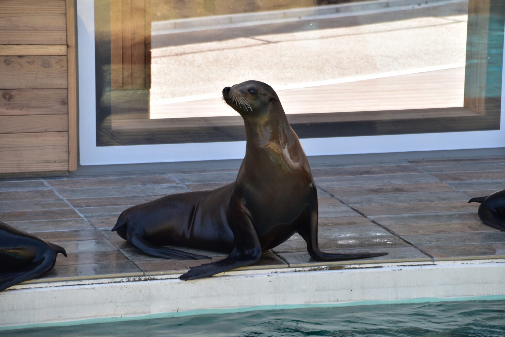 100+ 图片 海獅 新的 48 加州海狮| OSAKA TENNOJI ZOO, the local incorporated administrative agency.