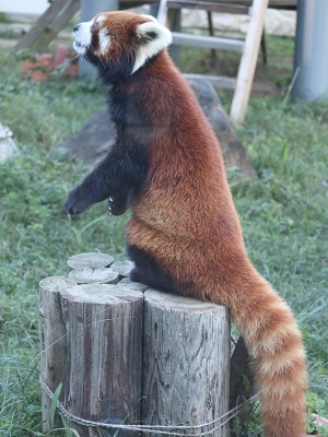  入園請使用電子門票！ 事先購買更便利。詳情請見此處 