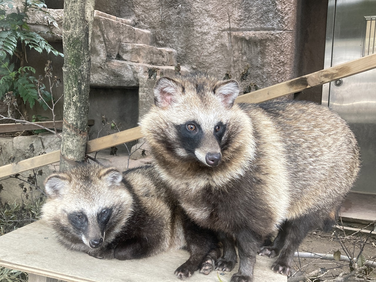 Japanese Raccoon Dog Nyctereutes procyonoides viverrinus