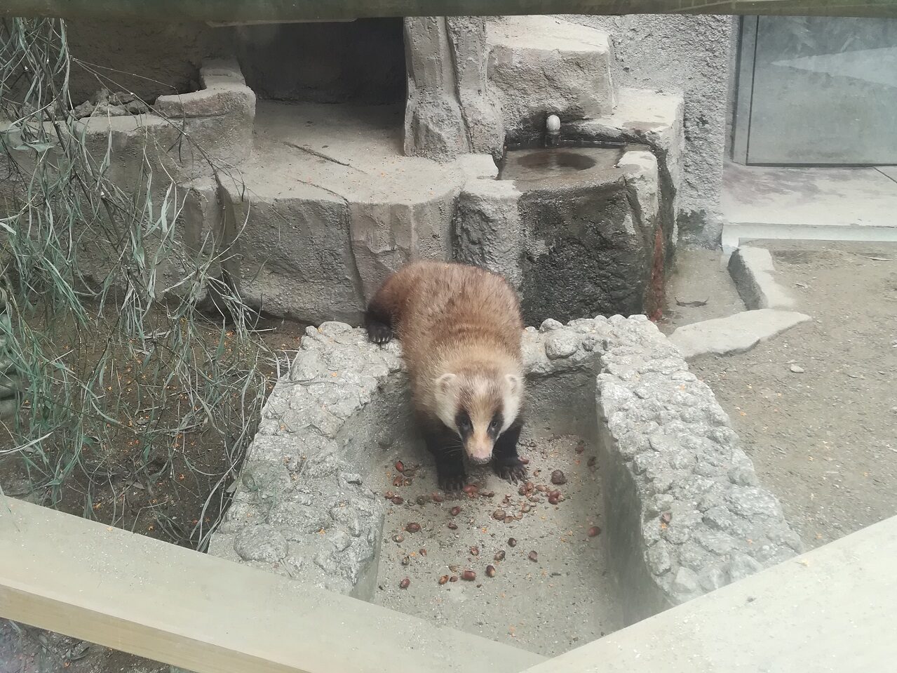 Japanese Badger Meles anakuma