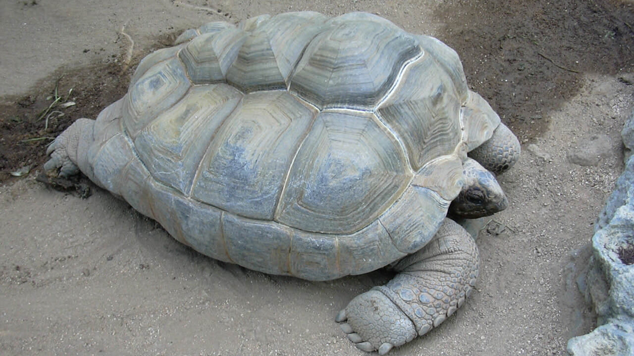Aldabra Tortoise Geochelone gigantea