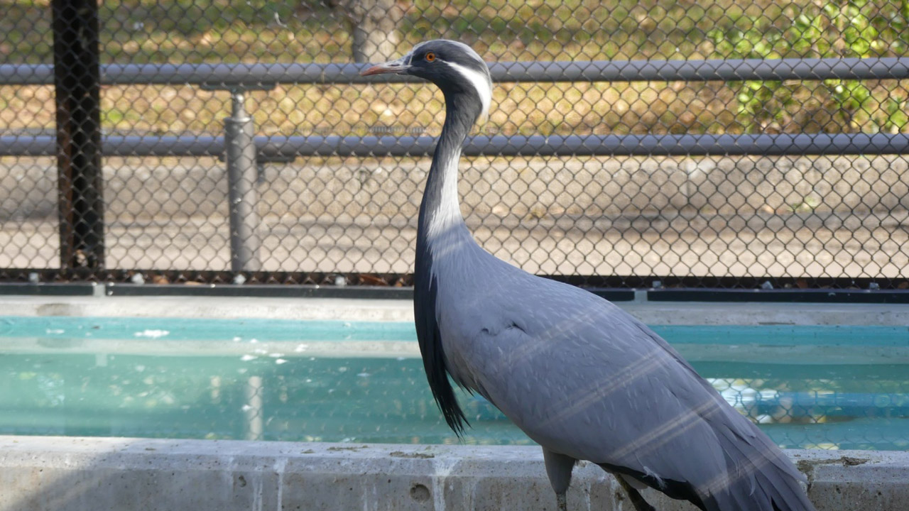 Demoiselle Crane Grus virgo