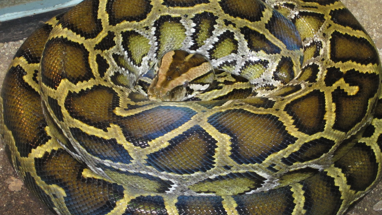 Python molurus Python bivittatus