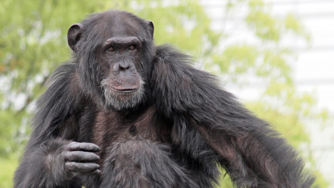 Common Chimpanzee Pan troglodytes