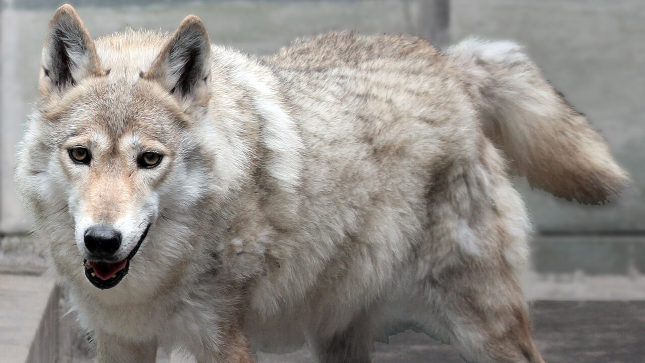Chinese Grey Wolf Canis lupus chanco