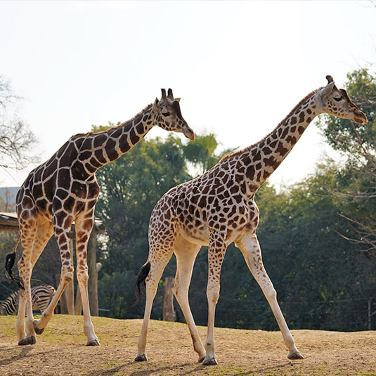 Experience Magnificent Nature in the African Savanna Zone.