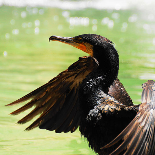 Enjoy Viewing Birds in the Aviary Zone and Surrounding Area