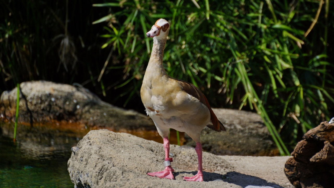 Egyptian Goose Alopochen aegyptiaca