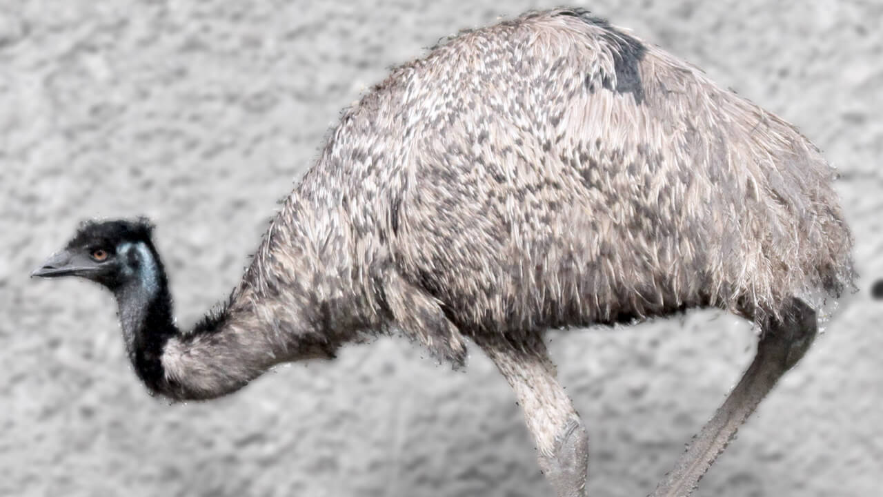An emu Dromaius novaehollandiae