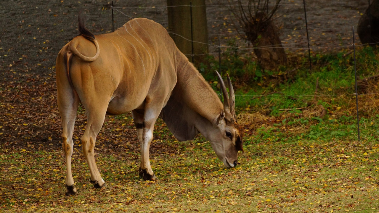 Common Eland Taurotragus oryx