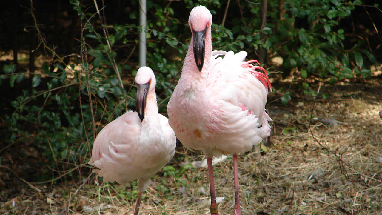 Lesser Flamingo Phoeniconaias minor