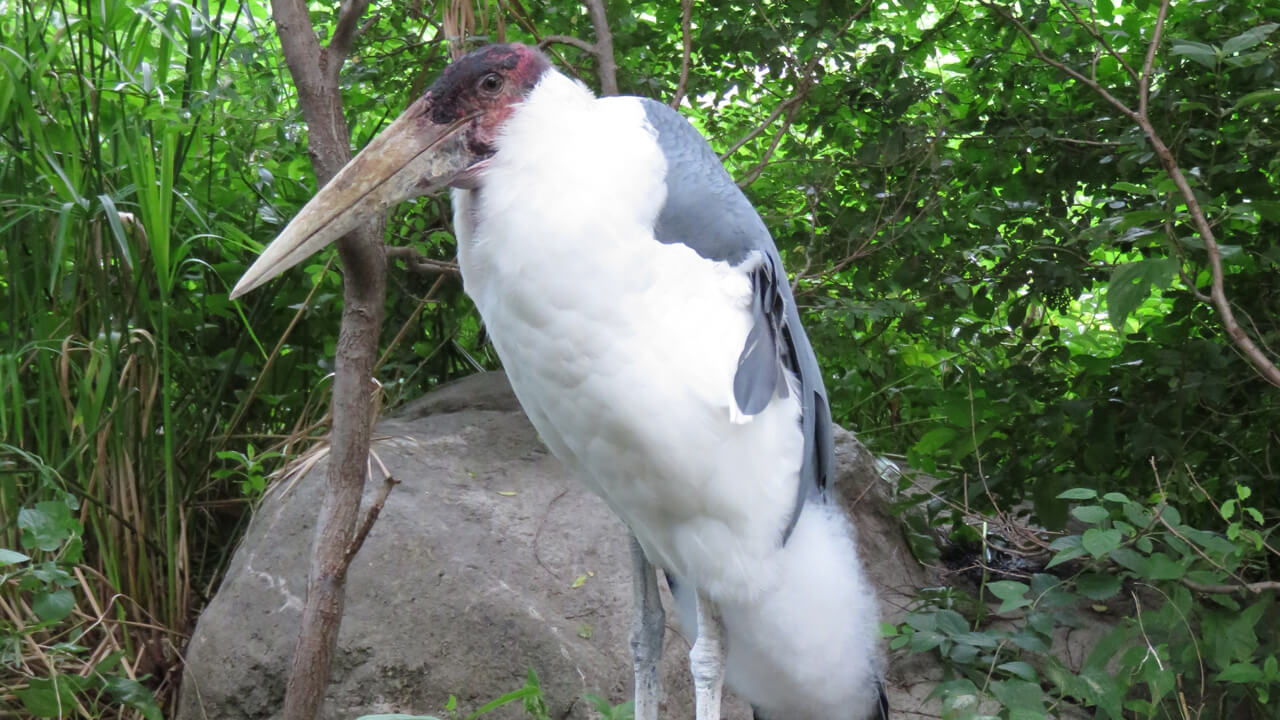 Marabou Stork Leptoptilos crumenifer