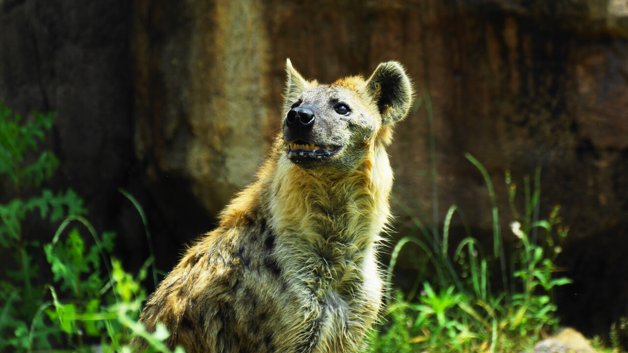 Spotted Hyena Crocuta crocuta