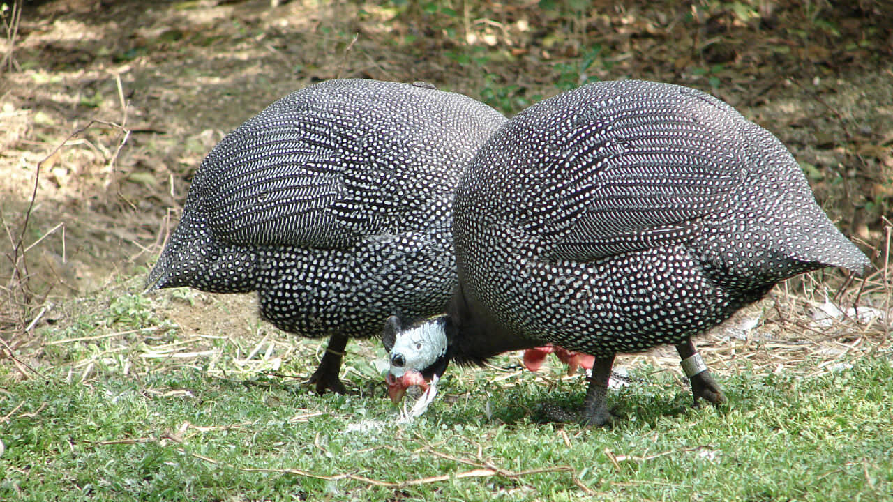 Guineafowl (Domestic) Numida meleagris (domestic)