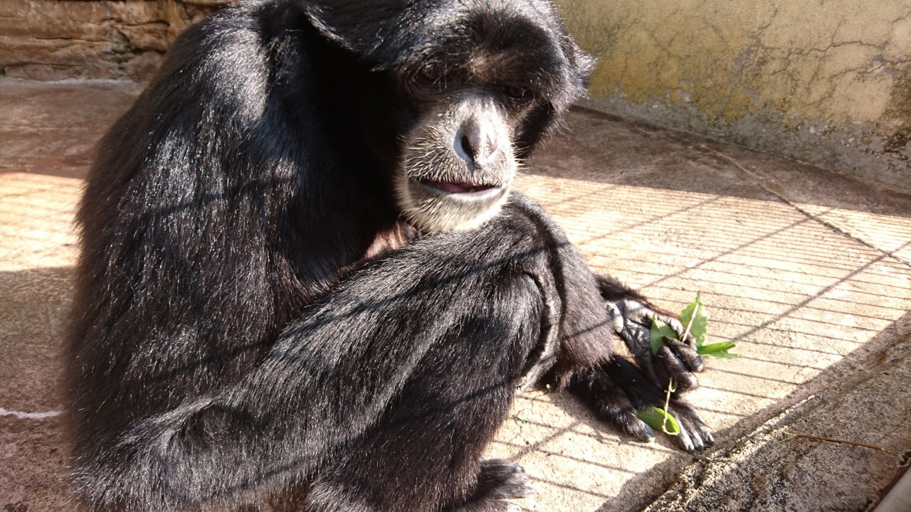 Siamang Symphalangus syndactylus