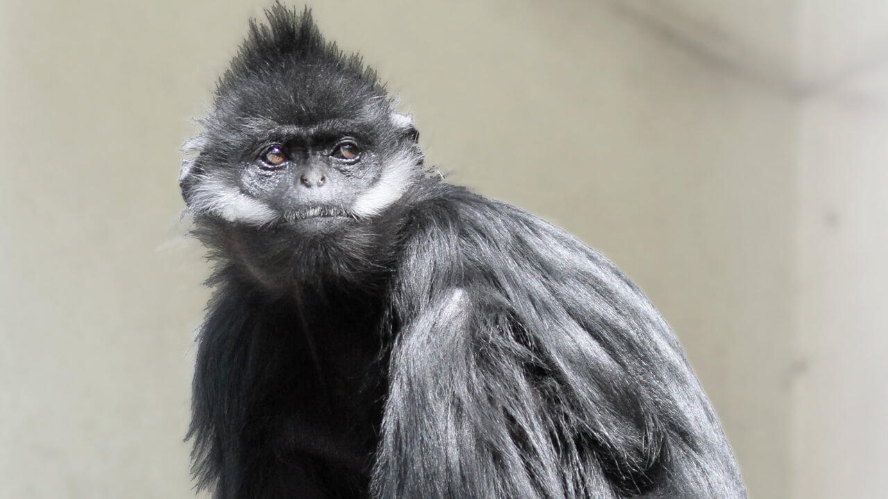 François’s Langur Trachypithecus francoisi