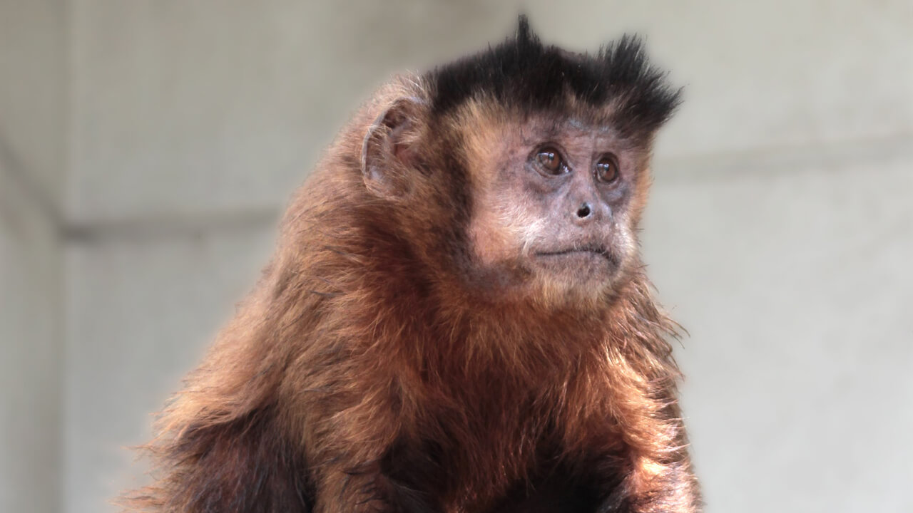 Tufted Capuchin Cebus apella