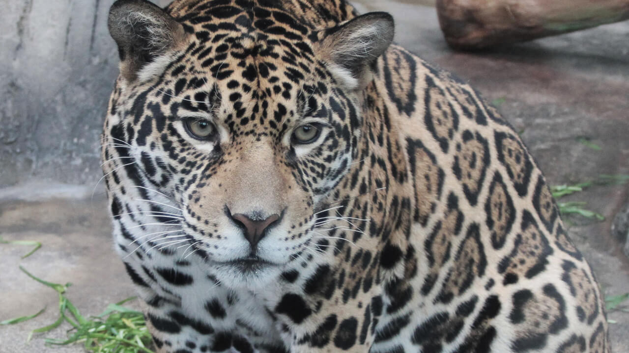 Jaguar Panthera onca