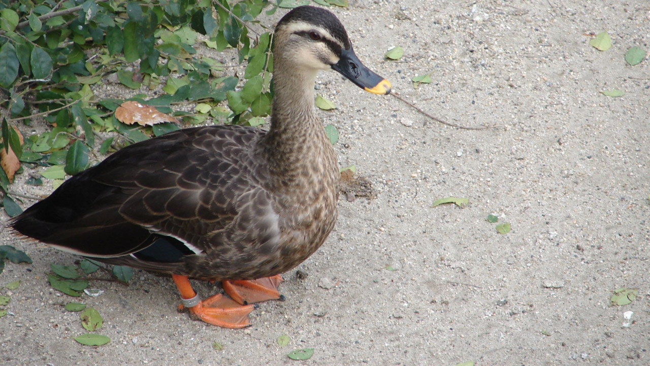 Chinese Spot-billed Duck Anas zonorhyncha