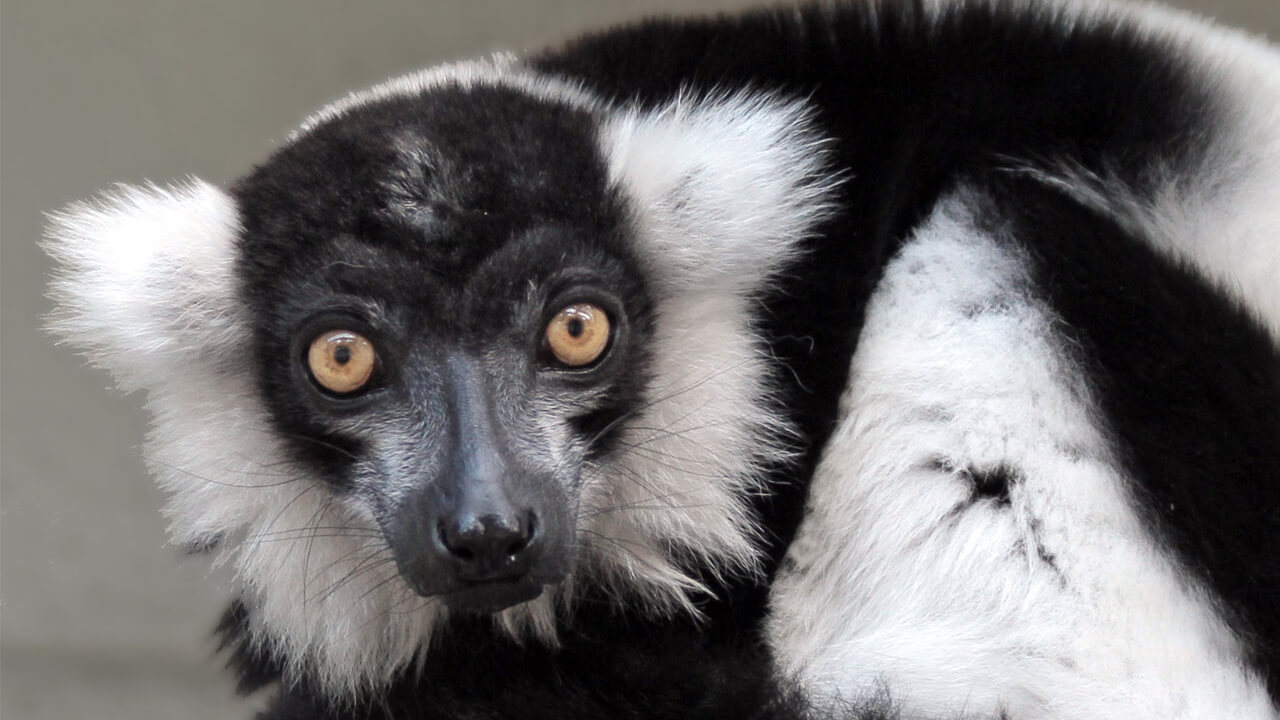 Black-and-White Ruffed Lemur Varecia variegata