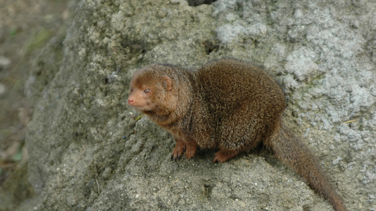 Dwarf Mongoose Helogale parvula