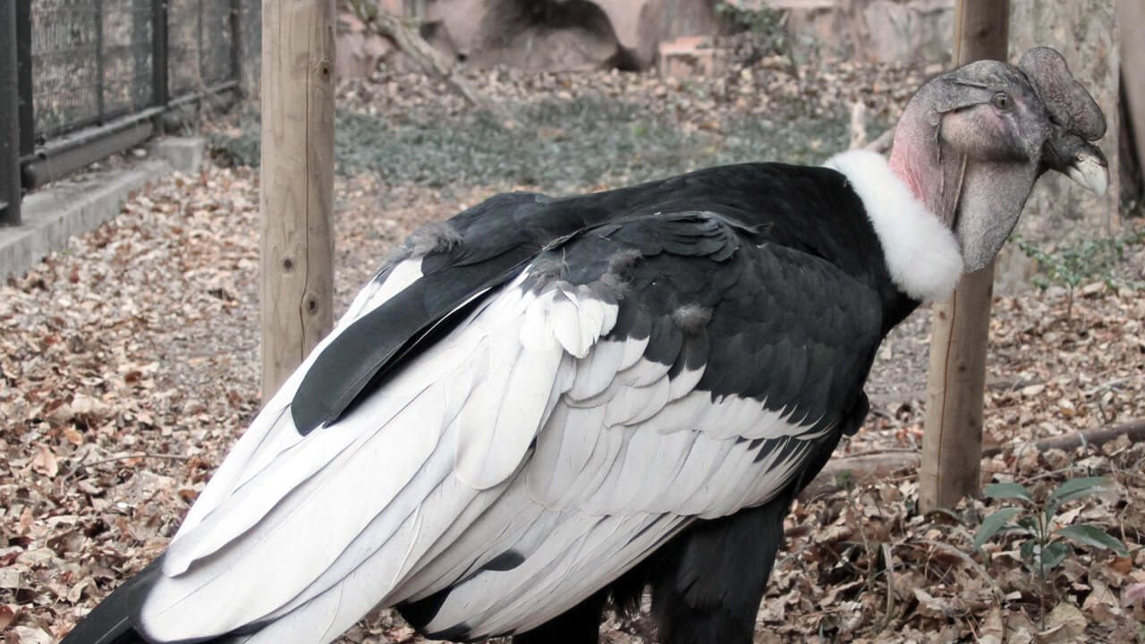 Andean Condor Vultur gryphus