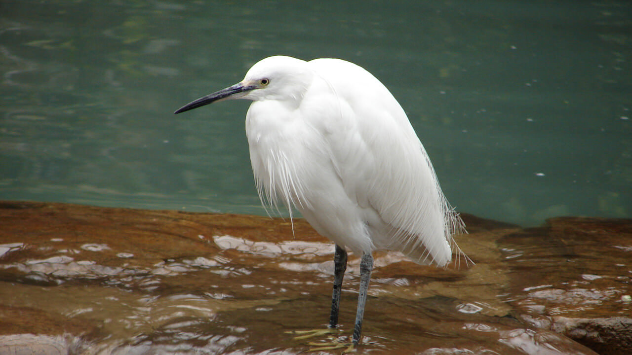 Little Egret Egretta garzetta