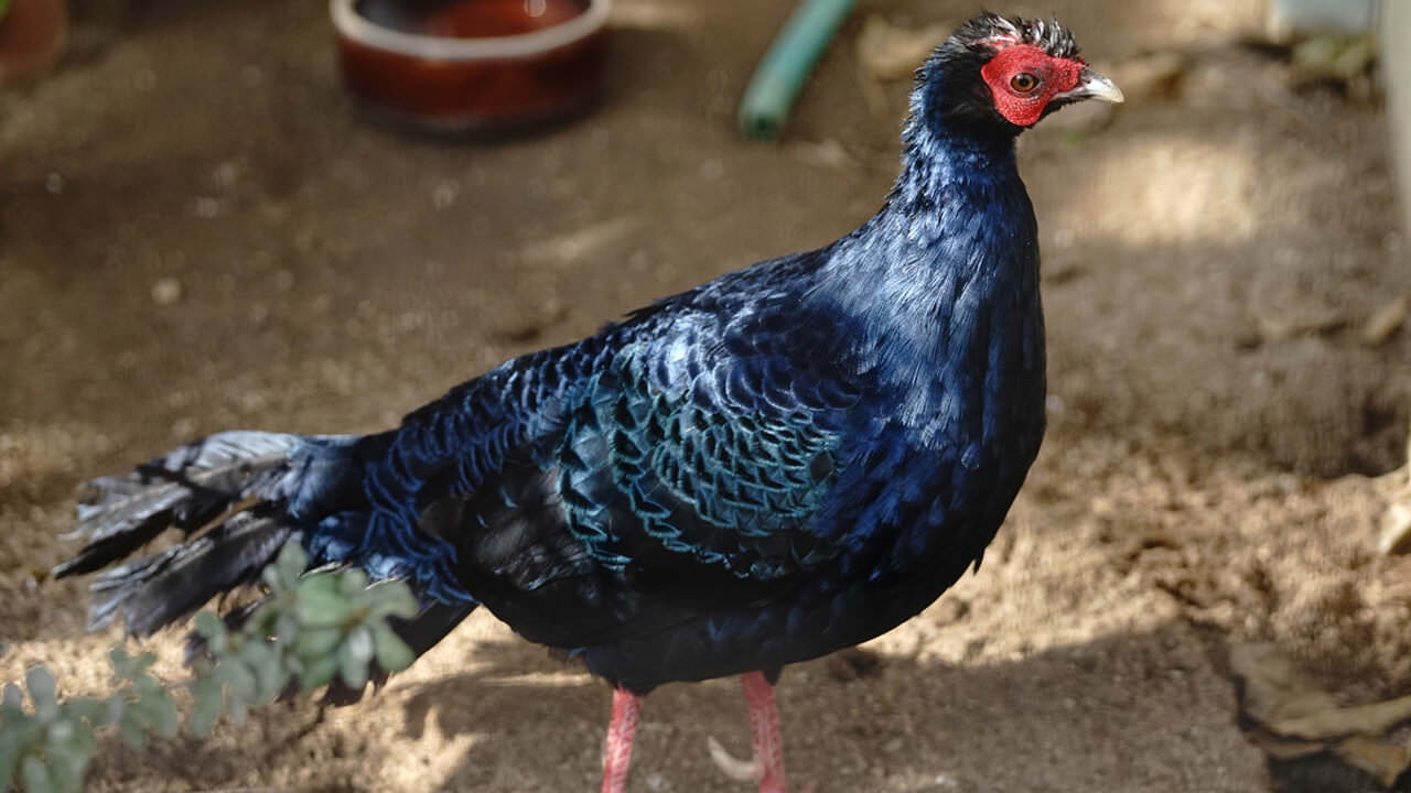 Edwards’s Pheasant Lophura edwardsi