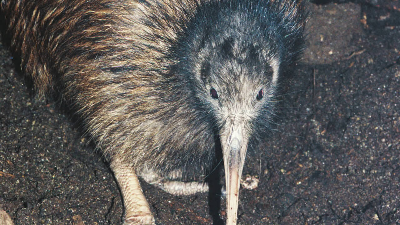 Kiwi Apteryx australis