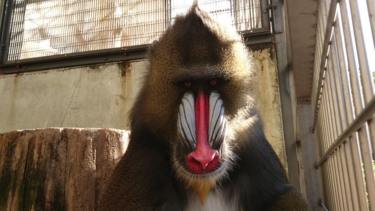 Mandrill Mandrillus sphinx