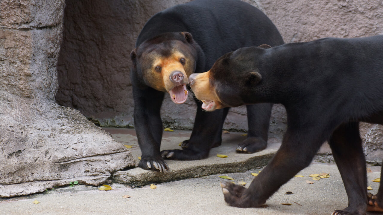 Malayan Sun Bear Helarctos malayanus