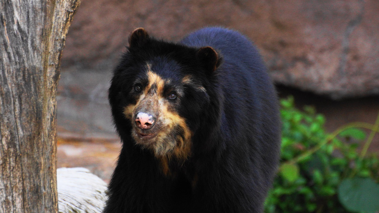 Spectacled Bear Tremarctos ornatus