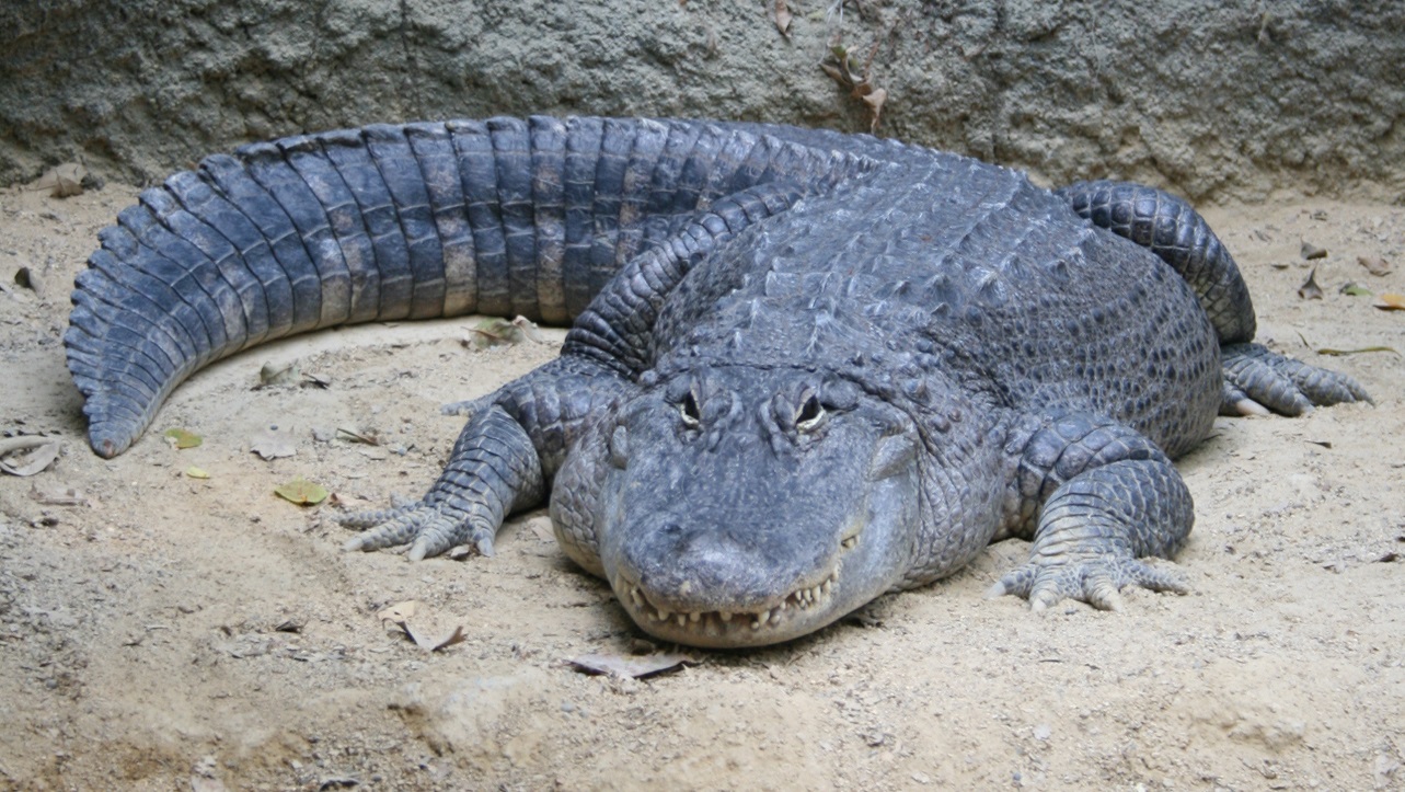 American alligator Alligator mississippiensis