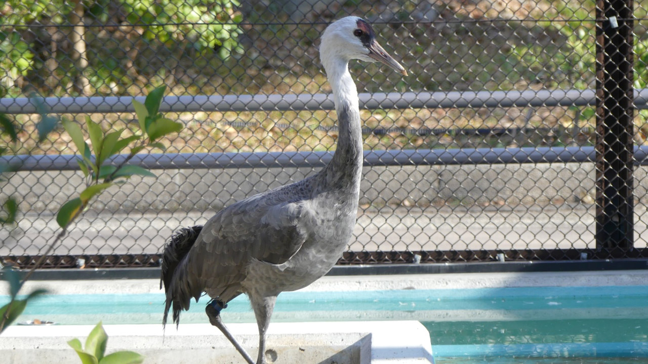 Hooded Crane Grus monacha