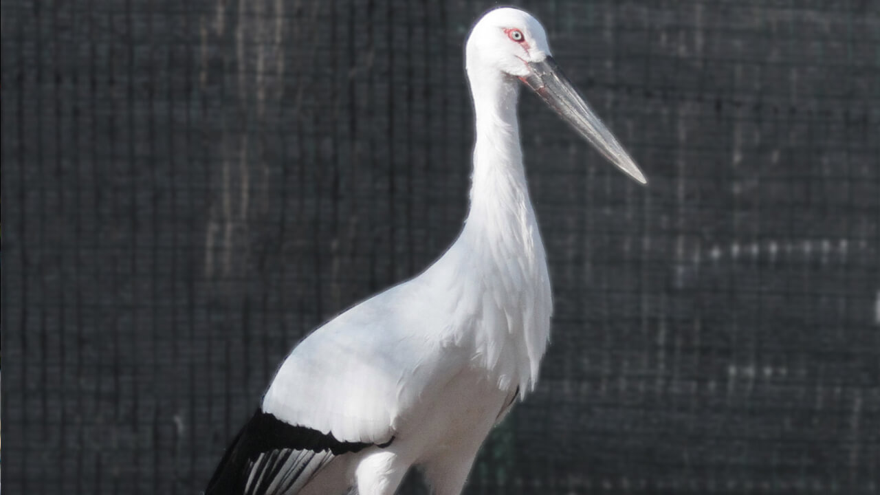 Oriental Stork Ciconia boyciana