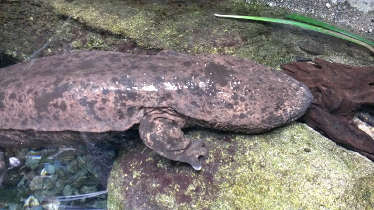 Japanese giant salamander Andrias japonicus