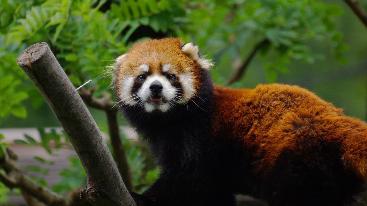 Red Panda Ailurus fulgens styani