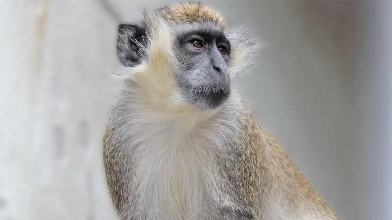 Savanna Monkey Chlorocebus aethiops