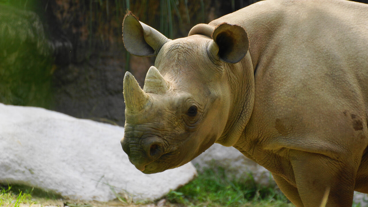 Eastern Black Rhinoceros Diceros bicornis michaeli