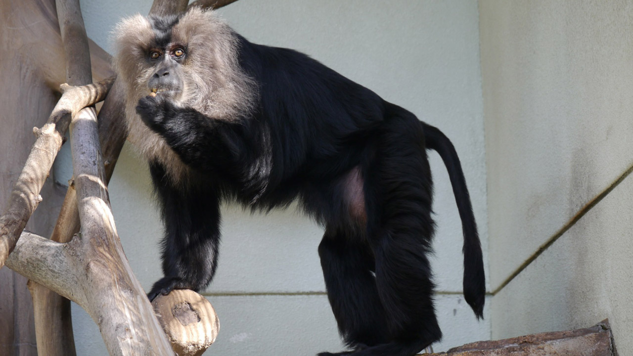 Lion-tailed Macaque Macaca silenus