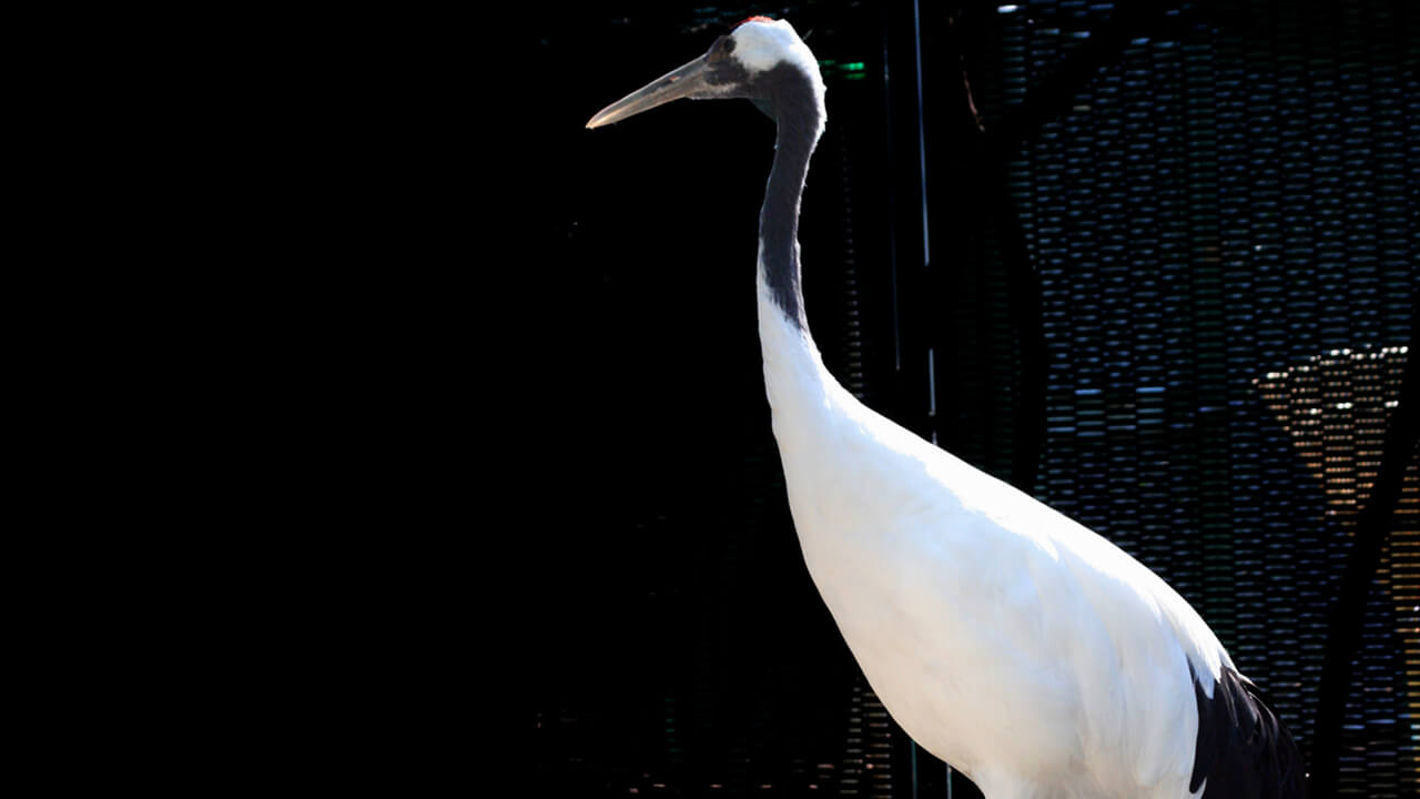 Red Crowned Crane Grus japonensis