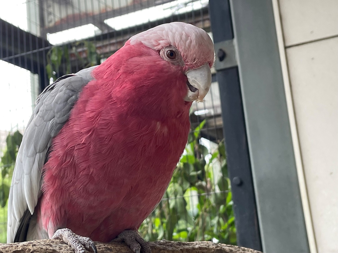 Galah Eolophus roseicapilla