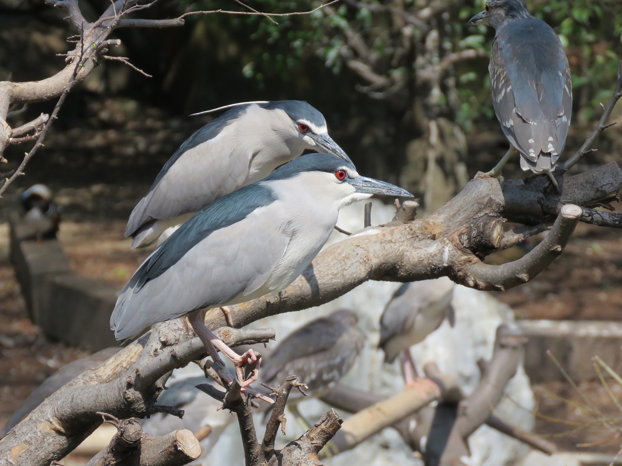 Black-crowned Night Heron  Nycticorax nycticorax