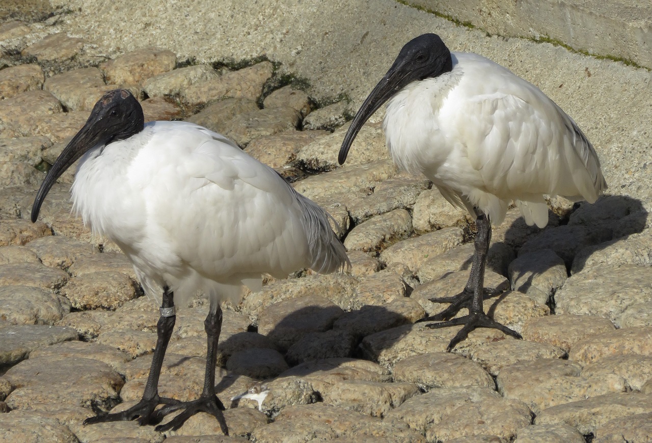Black-headed Ibis Threskiornis melanocephalus