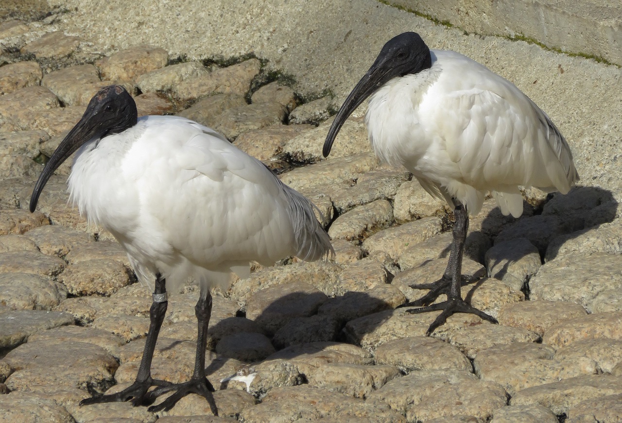 Black-headed Ibis  Threskiornis melanocephalus