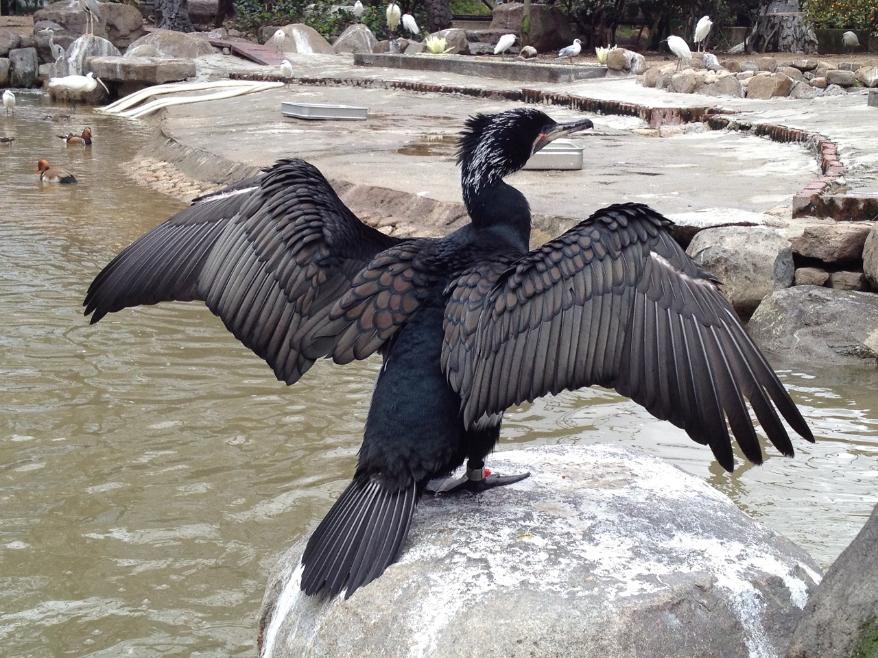 Great Cormorant Phalacrocorax carbo